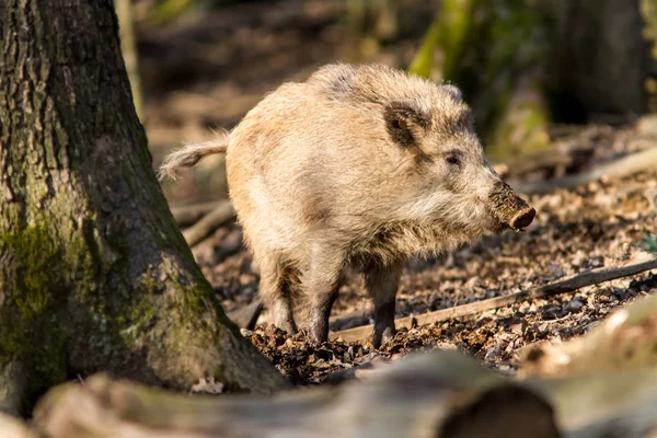 Prase divoké (sus scrofa scrofa) hledání potravy - divoké Skříňe, Eifel, Německo — Stock fotografie