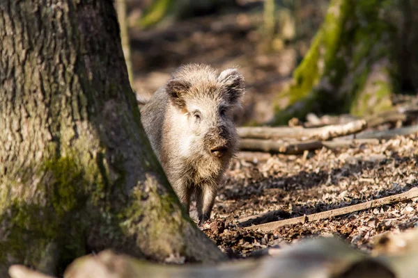 Prase divoké (sus scrofa scrofa) hledání potravy - divoké Skříňe, Eifel, Německo — Stock fotografie