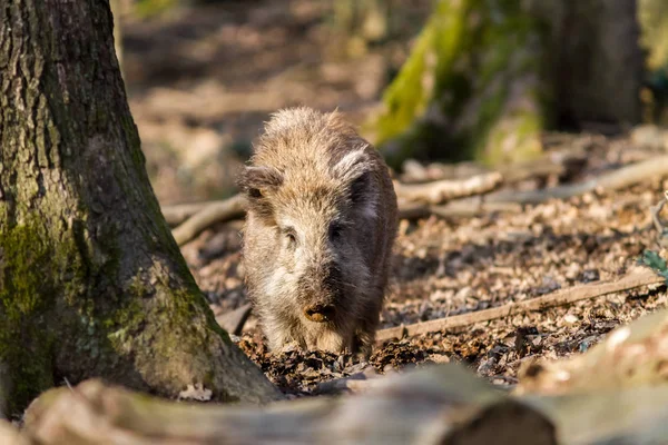 Prase divoké (sus scrofa scrofa) hledání potravy - divoké Skříňe, Eifel, Německo — Stock fotografie