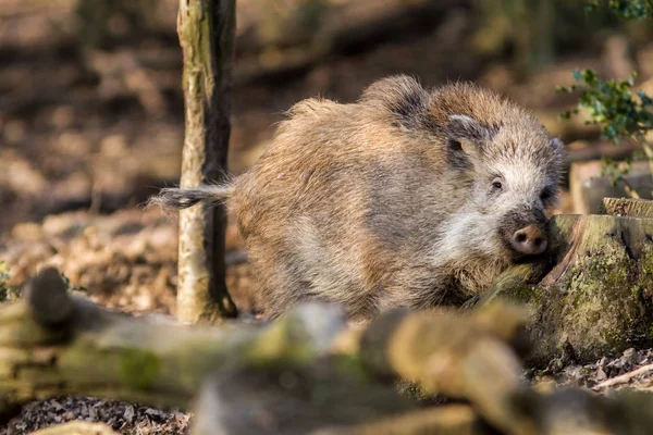 Prase divoké (sus scrofa scrofa) hledání potravy - divoké Skříňe, Eifel, Německo — Stock fotografie