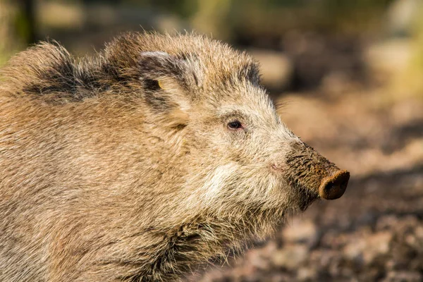 Prase divoké (sus scrofa scrofa) hledání potravy - divoké Skříňe, Eifel, Německo — Stock fotografie