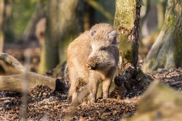 Prase divoké (sus scrofa scrofa) hledání potravy - divoké Skříňe, Eifel, Německo — Stock fotografie