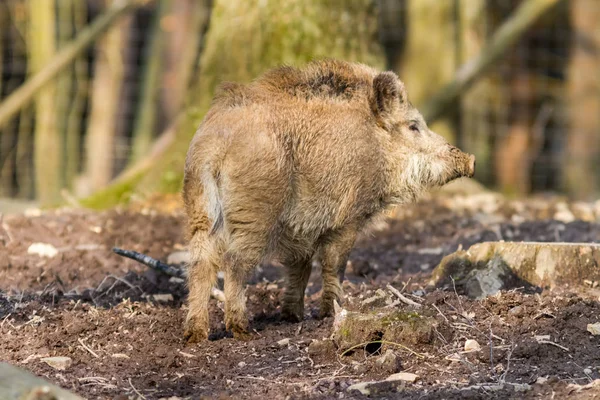 Wild Boar (sus scrofa scrofa) searching for food - wild board enclosure, Eifel, Germany — Stock Photo, Image