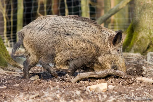 Wildschweine (sus scrofa scrofa) auf Nahrungssuche - Wildgehege, Eifel, Deutschland — Stockfoto