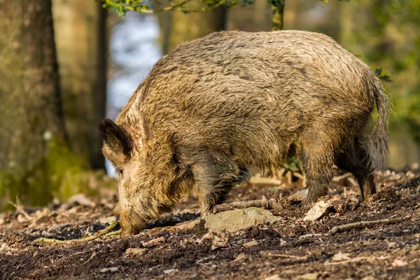 Vildsvin (sus scrofa scrofa), der søger efter føde - indhegning med vildsvin, Eifel, Tyskland - Stock-foto