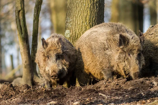 Wildschweine (sus scrofa scrofa) auf Nahrungssuche - Wildgehege, Eifel, Deutschland — Stockfoto