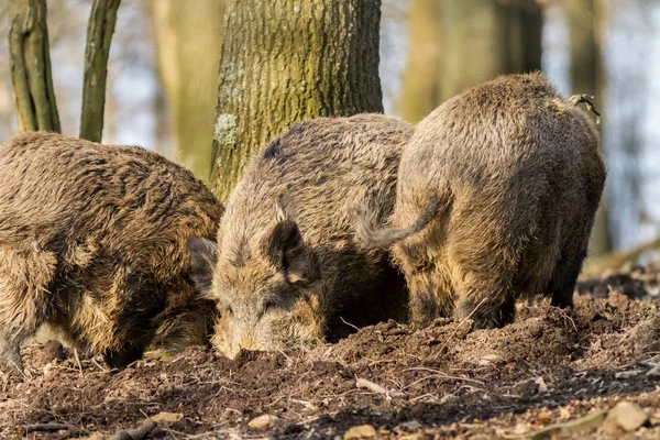 Wildschweine (sus scrofa scrofa) auf Nahrungssuche - Wildgehege, Eifel, Deutschland — Stockfoto