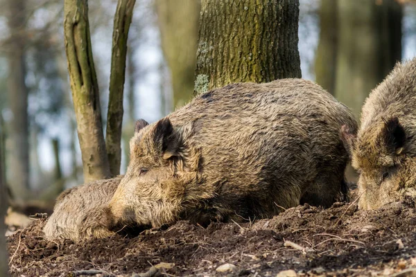 Wildschweine (sus scrofa scrofa) auf Nahrungssuche - Wildgehege, Eifel, Deutschland — Stockfoto