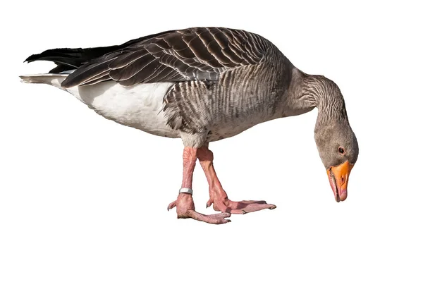 Beyaz arka plan üzerinde izole Anser anser - gri kaz