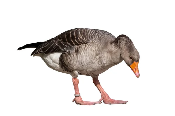 Beyaz arka plan üzerinde izole Anser anser - gri kaz