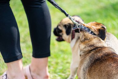 Pug, buruşuk, kısa ağızlı ve kıvrık kuyruklu bir köpeğin fiziksel özelliklerine sahip bir köpek türüdür. Liderlik üzerine iki pug.