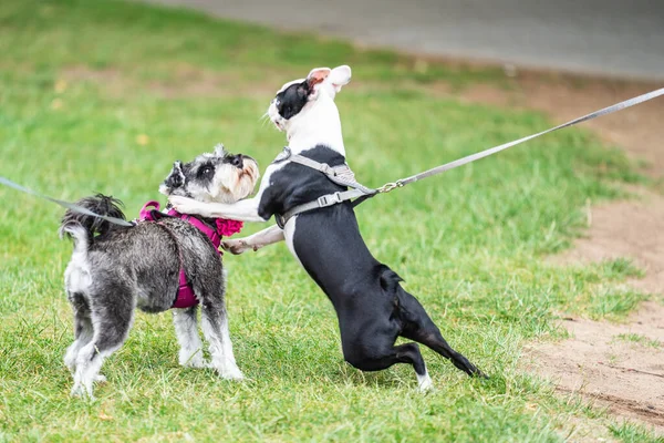 Başroldeki köpekler birlikte oynuyor..