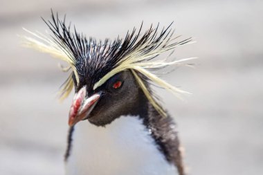 Kuzey rockhopper pengueni, Moseleys rockhopper pengueni, veya Moseleys pengueni
