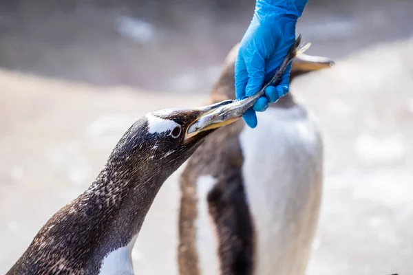 La femme nourrit les pingouins Pygoscelis papua est une espèce de pingouin du genre Pygoscelis. — Photo