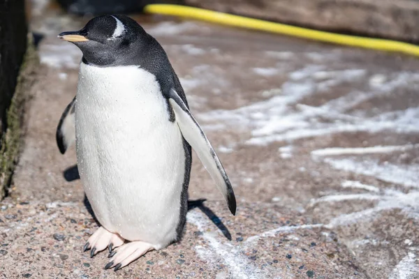 Pygoscelis papua est une espèce de pingouin du genre Pygoscelis. — Photo