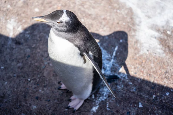 Pygoscelis papua est une espèce de pingouin du genre Pygoscelis. — Photo