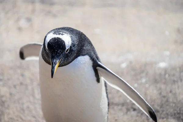 Pygoscelis papua est une espèce de pingouin du genre Pygoscelis. — Photo