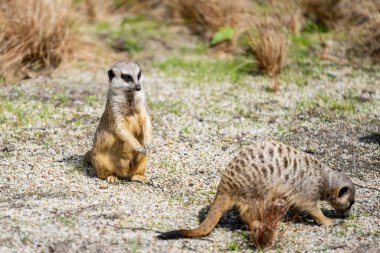 Mirket, Suricata suricatta, firavun faresi familyasından küçük bir etçil. Suricata cinsinin tek üyesidir.