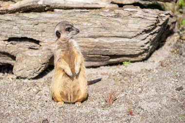 Mirket, Suricata suricatta, firavun faresi familyasından küçük bir etçil. Suricata cinsinin tek üyesidir.