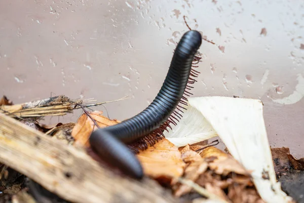 Гигантская африканская многоножка, Archispirostreptus gigas — стоковое фото