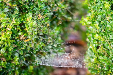 Ağacın dallarına gizlenmiş küçük örümcek ağı