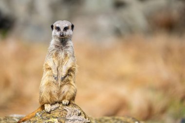 The meerkat, Suricata suricatta or suricate is a small carnivoran in the mongoose family. It is the only member of the genus Suricata clipart