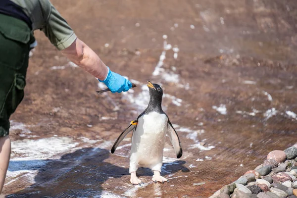 Женщина кормит пингвинов Pygoscelis papua - вид пингвинов из рода Pygoscelis — стоковое фото