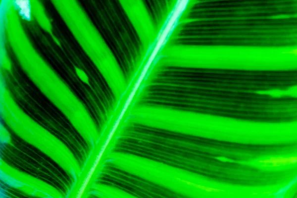 Зеленые листья фона. Тёмно-зелёная листва — стоковое фото