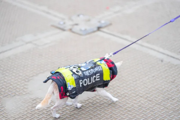 Disfraces divertidos para perros. Mejor idea de disfraz de perro y cachorro. Enfoque suave —  Fotos de Stock