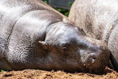 Ağlayan pigme su aygırı, Choeropsis liberiensis veya Hexaprotodon liberiensis