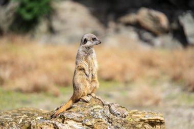 Mirket, Suricata suricatta, firavun faresi familyasından küçük bir etçil. Suricata cinsinin tek üyesidir.