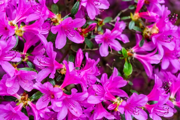 Прекрасні фіолетові квіти Азалії в саду К'ю. Квітковий фон. — стокове фото