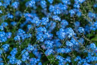Myosotis, Boraginaceae familyasından bir bitki cinsidir. Kuzey yarımkürede halk dilinde 