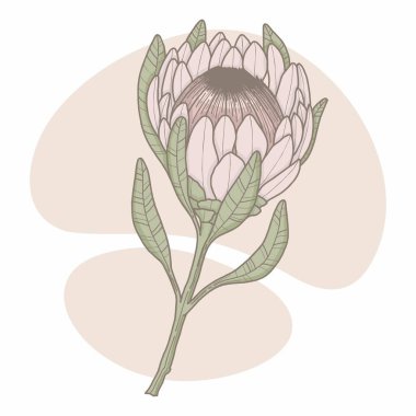 Protea enginar vektör sükunet rengi