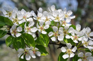 Baharda çiçek açan meyve ağacının beyaz çiçekleri