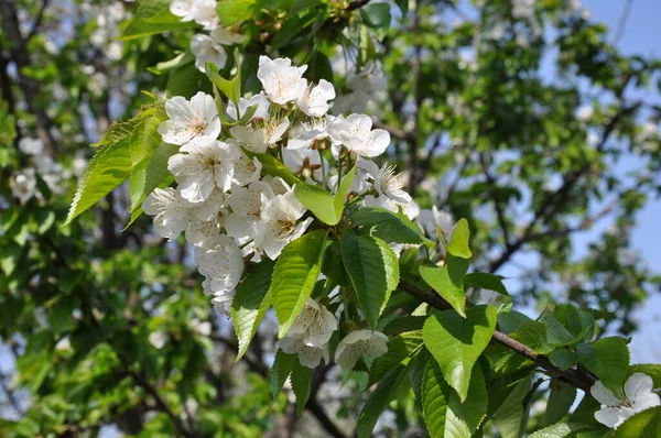 Białe Kwiaty Kwitnącego Drzewa Owocowego Wiosną — Zdjęcie stockowe
