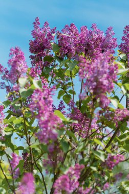 Baharda mavi gökyüzünün arka planında açan leylak.