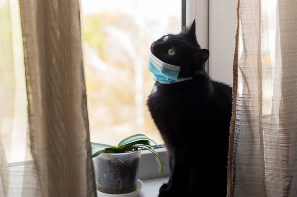 Black cat in a medical mask on the windowsill. Pets on self-isolation. Protective antiviral mask on the cats face, protective face mask for animals. Protection COVID-19, Coronovirus.