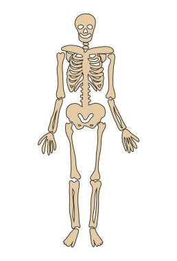 cadılar bayramı iskelet vektör sembolü simge tasarımı. 