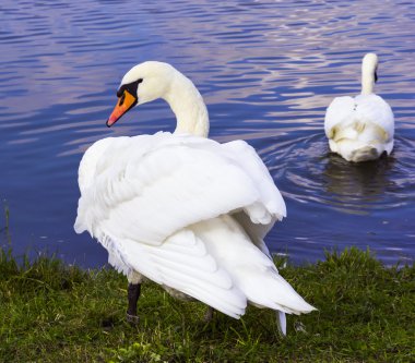 göle ve kuğular arka plan görüntü