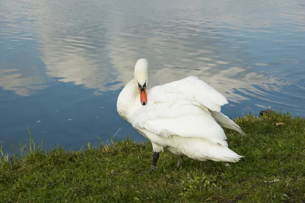 Imagen del fondo del lago y los cisnes —  Fotos de Stock