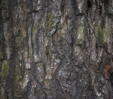 kabuk ağaç doku fotoğraf. Güzel resim, arka plan, wallpape