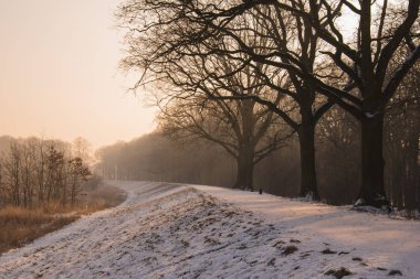 Kış çıplak ağaca yolu Peyzaj Fotoğraf.