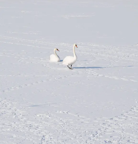 Schwan auf gefrorenem Fluss im Winter Foto. — Stockfoto