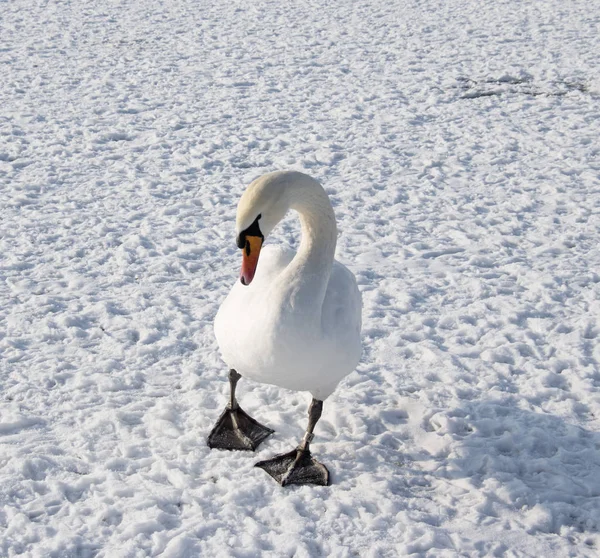 Schwan auf gefrorenem Fluss im Winter Foto. — Stockfoto