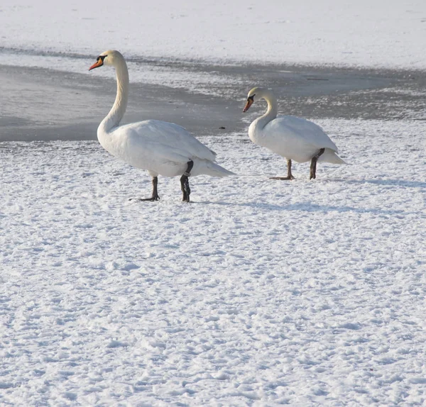 Schwan auf gefrorenem Fluss im Winter Foto. — Stockfoto