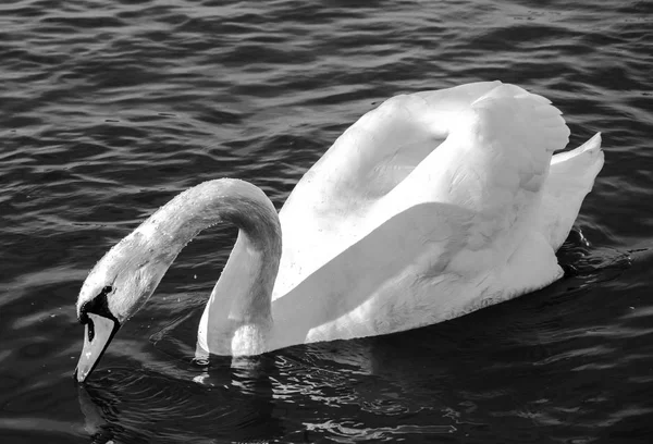 Swan monochrome close-up  photo. Beautiful picture, background, — Stock Photo, Image