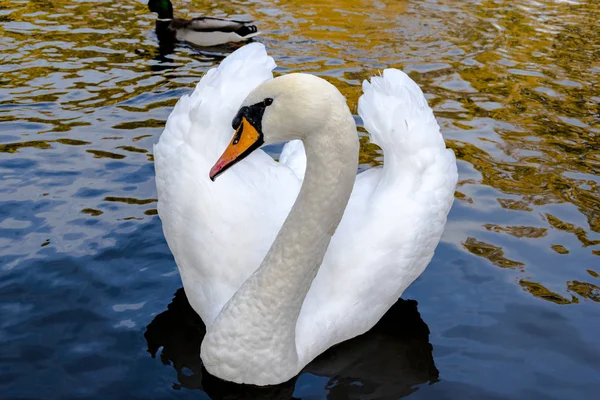 Schwan auf Fluss Nahaufnahme Foto. schönes Bild, Hintergrund, wa — Stockfoto