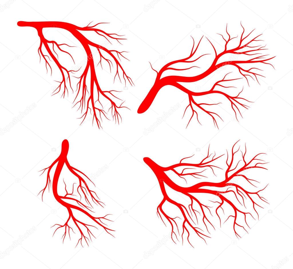 human vein set vector symbol icon design. Beautiful illustration isolated on white background