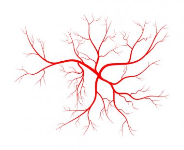 İnsan damar, damar vektör simgesi simgesi tasarım. 